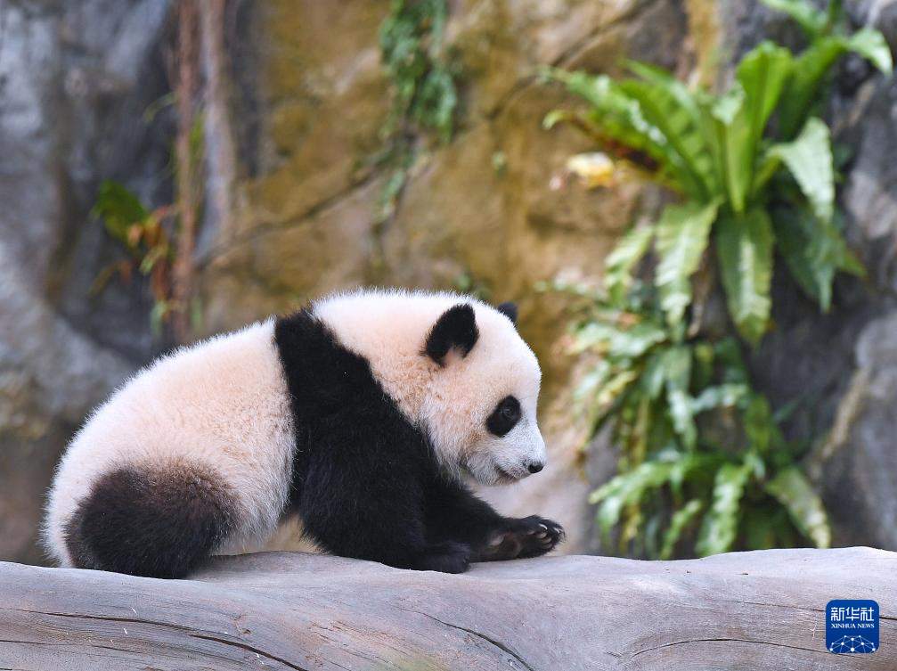 首对“港产”龙凤胎大熊猫正式命名为“加加”“得得”