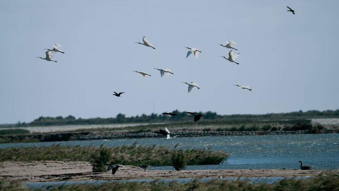 黄河沿岸点绿成金，山东勾勒高质量发展新底色