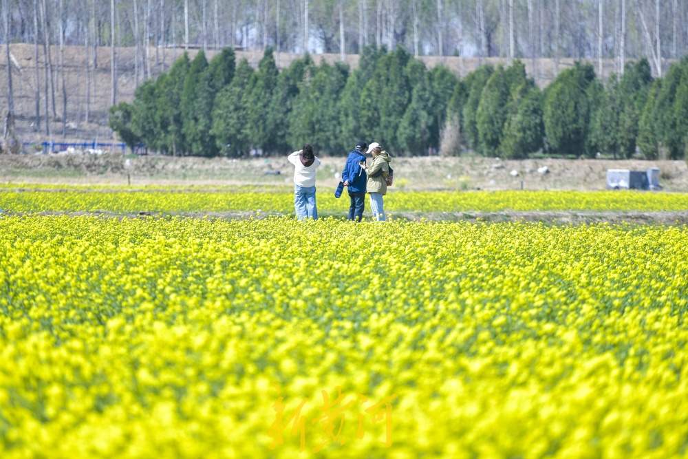 济南这处油菜花地免费开放，市民可尽情拍照嬉闹