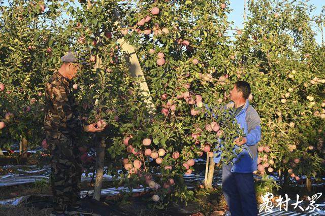 山东果品出口，持续“热辣滚烫”