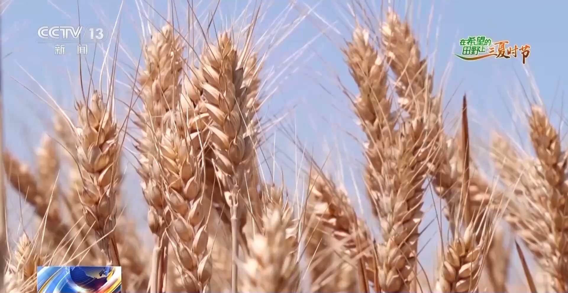 新品种新技术齐上阵 多地一片好“丰”景