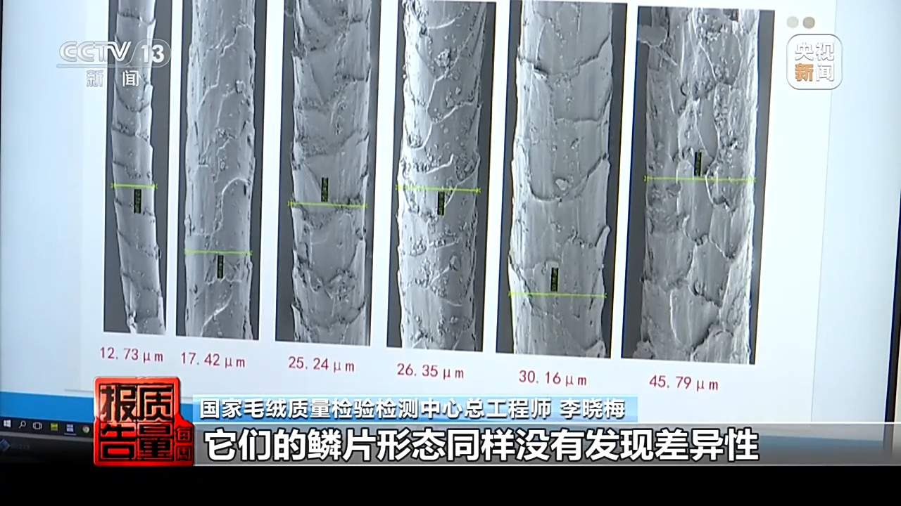 “绵羊绒”竟一根羊绒都没有 个别团体自创概念误导消费者