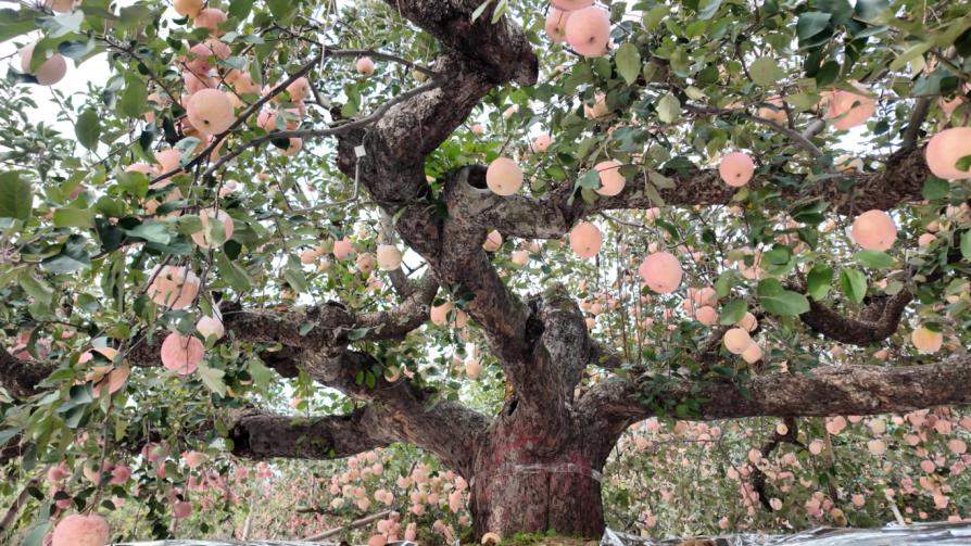 寻味之旅第三站|烟台沃森农业科技有限公司:百年传承,延续烟台苹果产业匠心