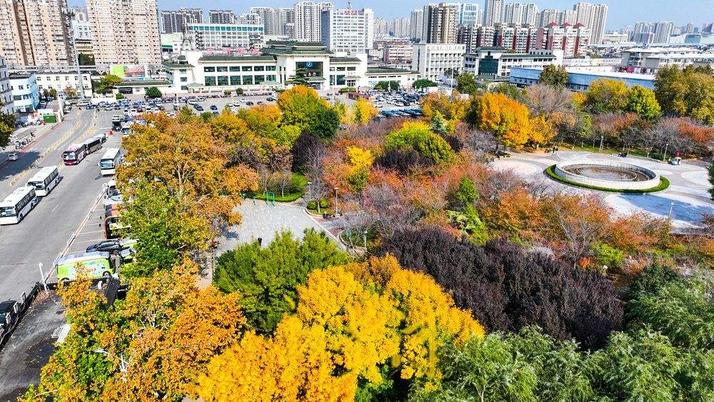 700余株樱花林层林浸染 ，济南湖滨广场迎来最绚丽的时节