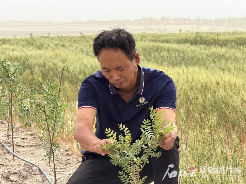 环着沙漠看新疆｜看平凡治沙人种下的“春天”