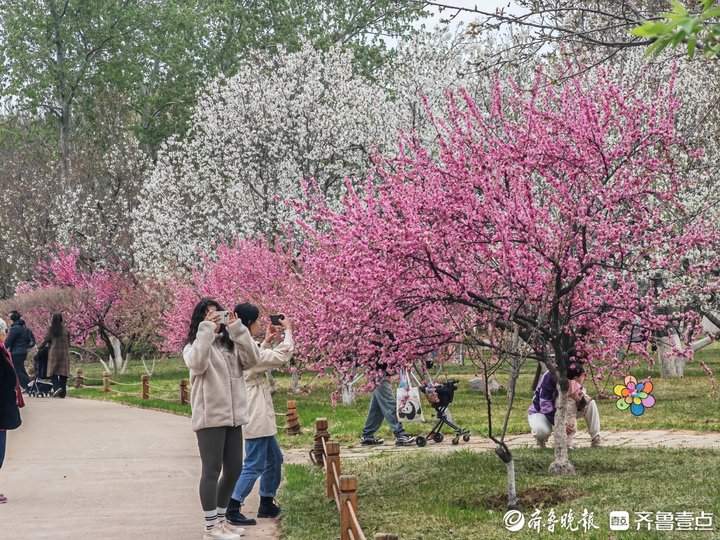 满园春色关不住，济南“赏花经济”迎来热潮