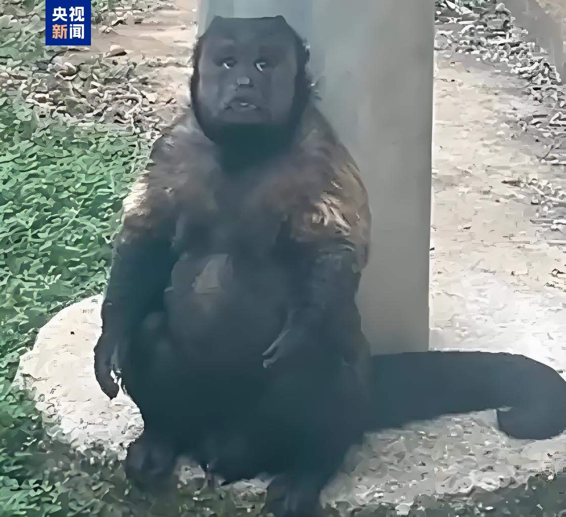 网红方脸猴“大壮”因病死亡