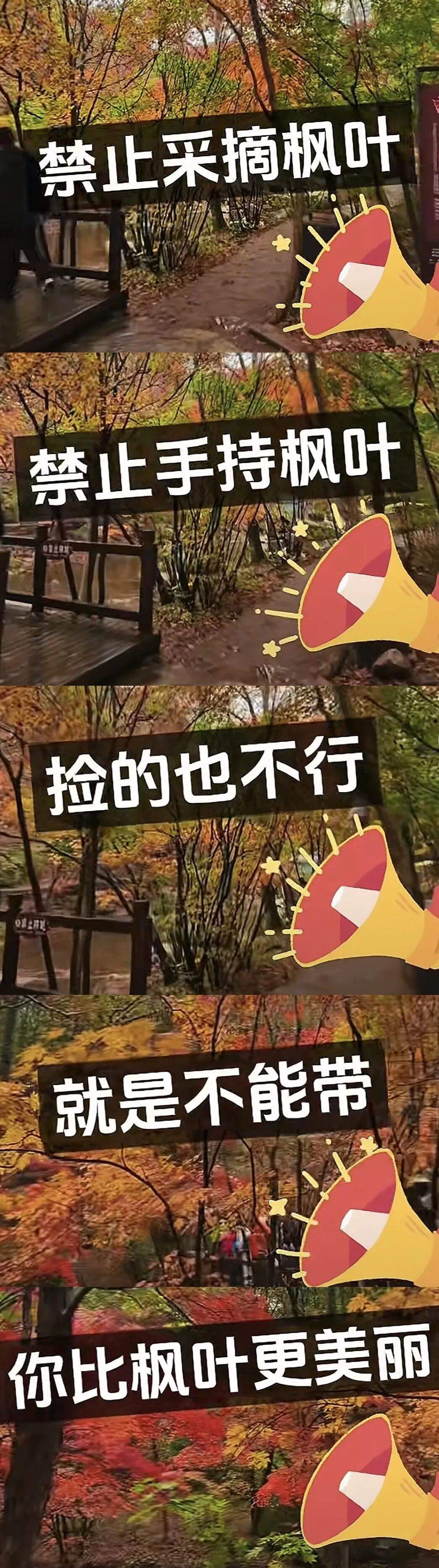 景区禁止游客捡枫叶,网友质疑“太小气”,最新回应