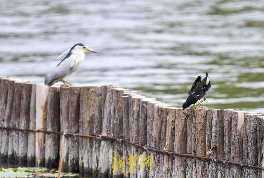 初夏野生鸟大明湖“撒欢”展翅觅食四连拍