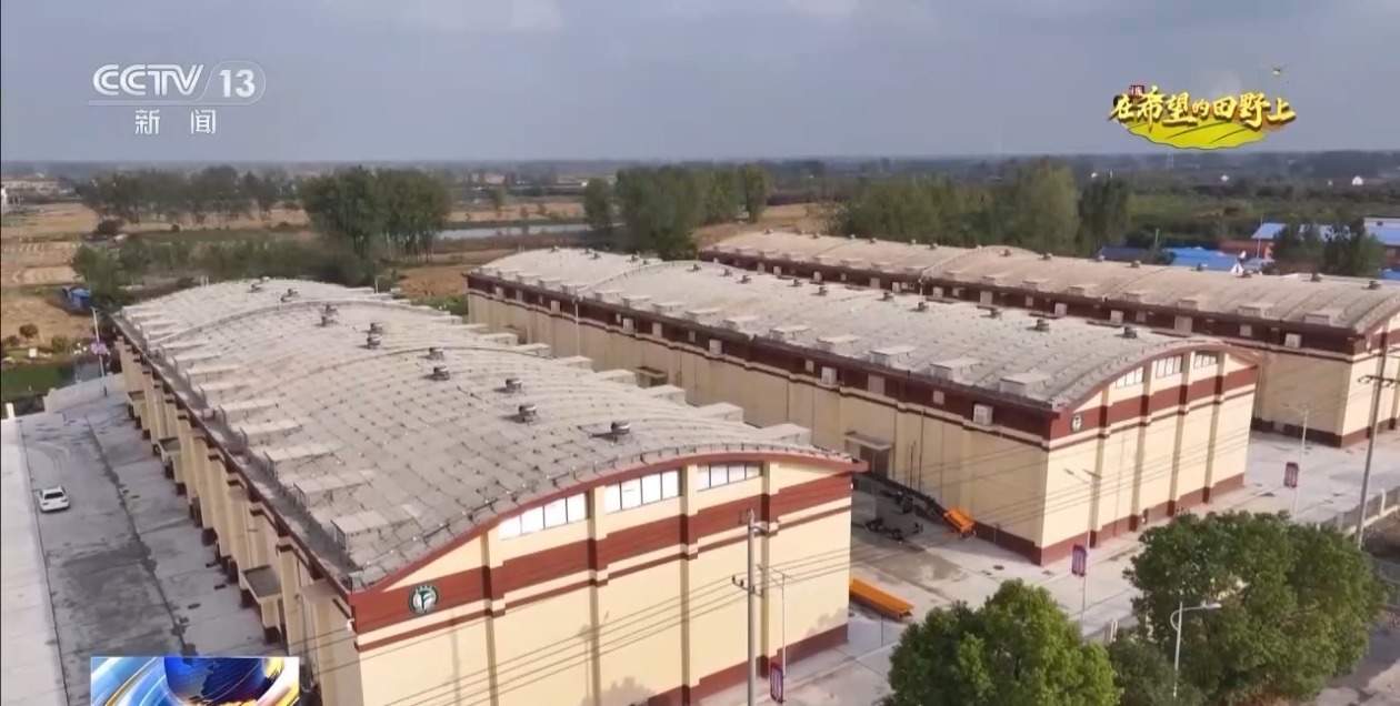 秋粮丰收在望 10月的神州大地是金色的