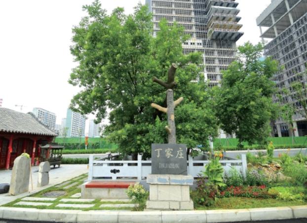 丁家庄古槐园亮相 200岁古槐有了“新家”