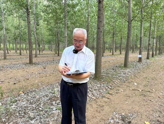 11年，为了一棵不飘絮的树