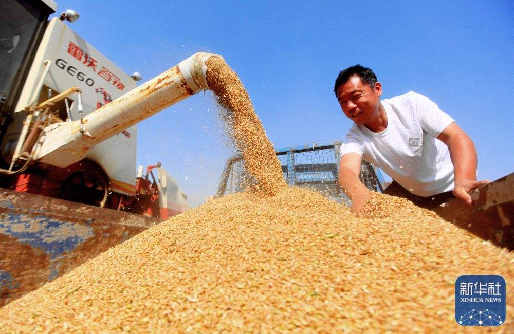 立足抗灾“抢秋收”！山东派出6个工作组赴16市督导“三秋”生产