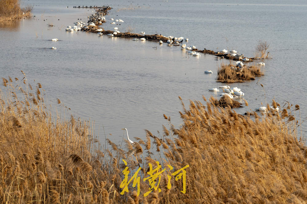 候鸟齐聚黄河岸！济南鹊山水库沉沙池变身“天鹅剧场”
