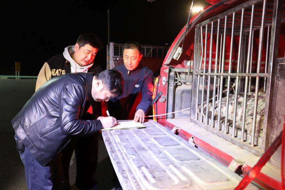 “雪山之王”现身沙漠 新疆吐鲁番救助一只雪豹