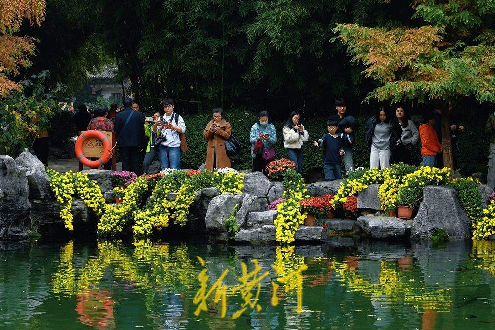 多彩菊花绽放趵突泉畔，扮靓初冬泉城