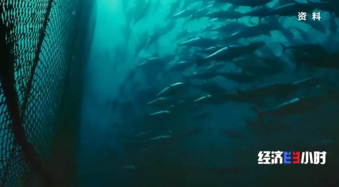 视频监控每条鱼！看莱州湾这个“无人化”管理的深海粮仓