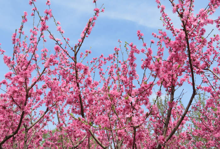 一城春色半城花！济南九大公园藏着这些爆款花景
