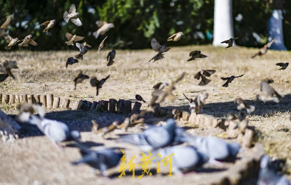 济南大明湖这里变“食堂”，市民投喂吸引百只鸟儿来觅食