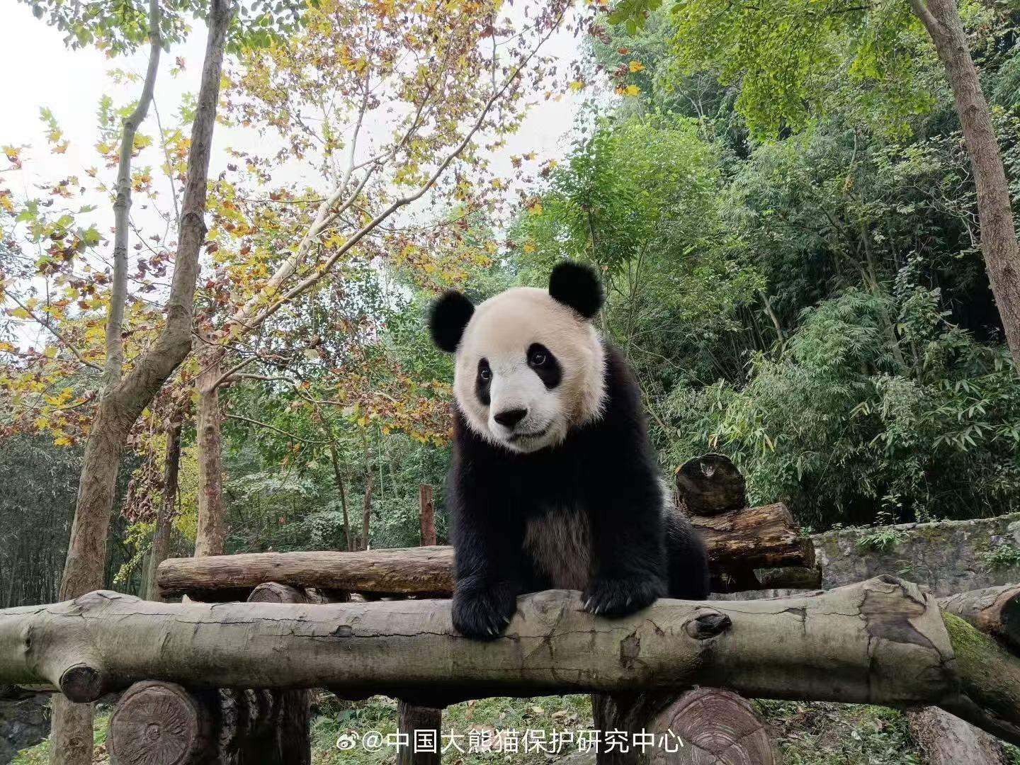 大熊猫“安宝”确诊脑积水 手术成功正在康复中