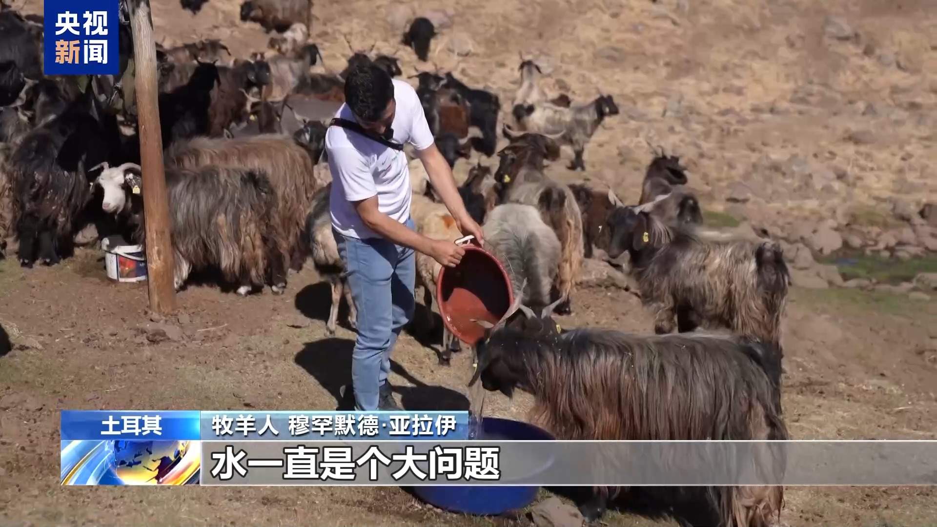 高收入岗位无人问津 土耳其遭遇“牧羊人危机”