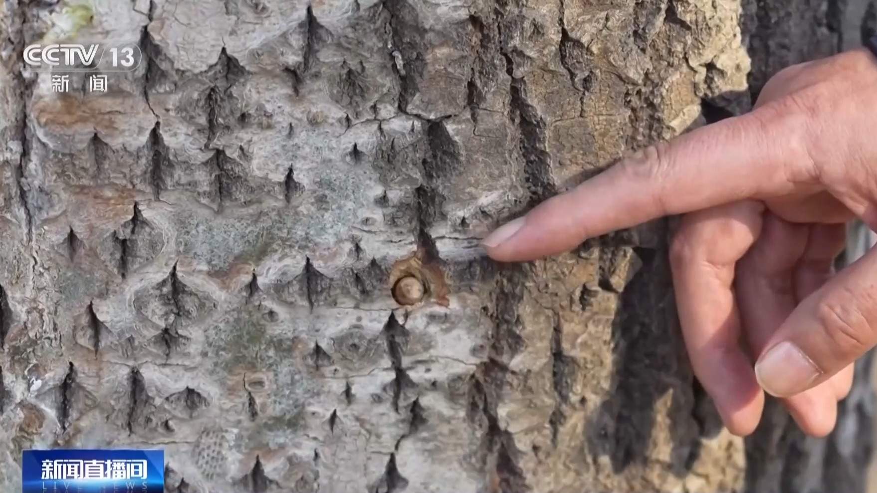杨柳树为何飞絮？如何防范？专家解析