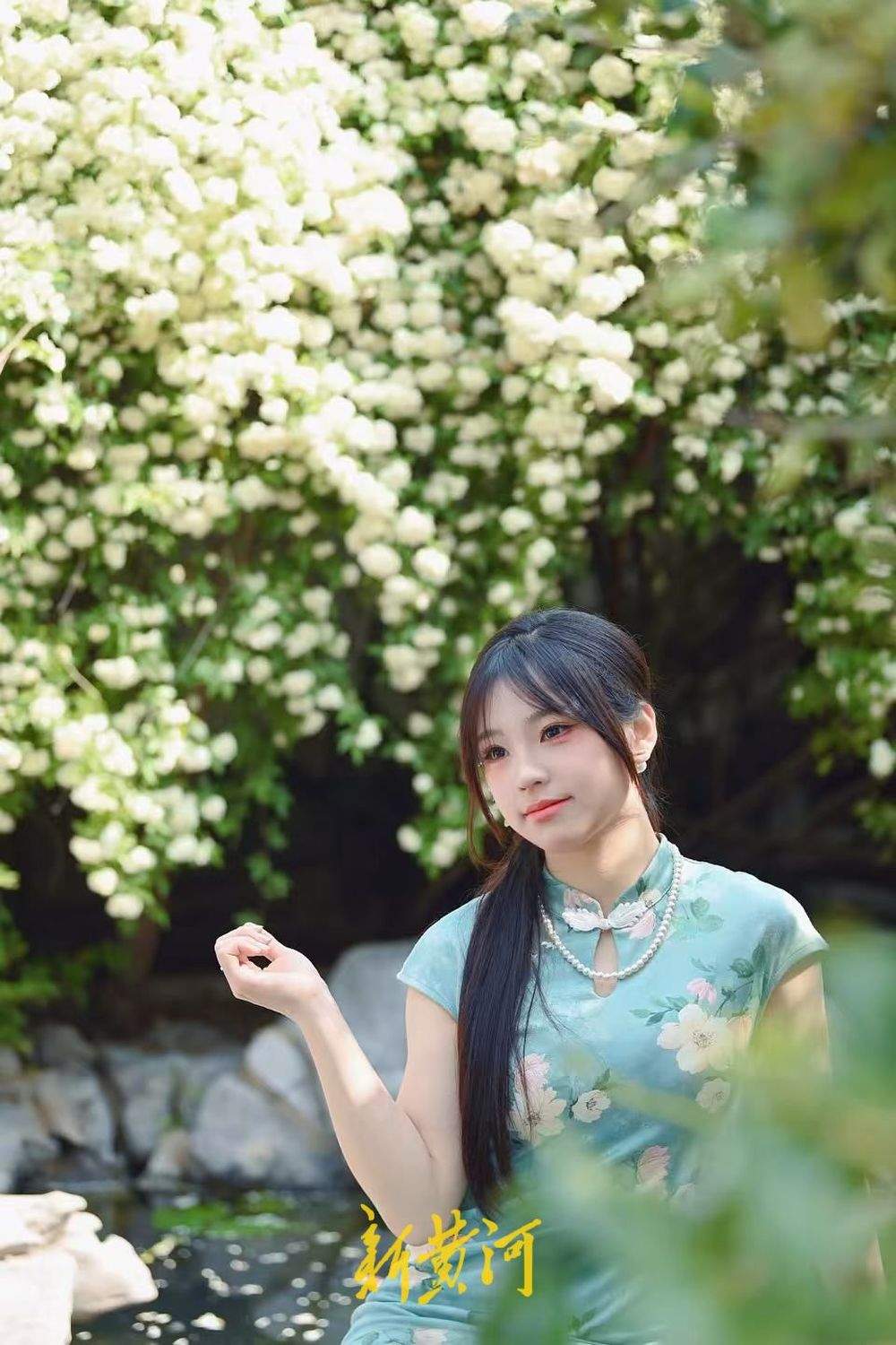 济南趵突泉公园木香花盛开如漫天繁星