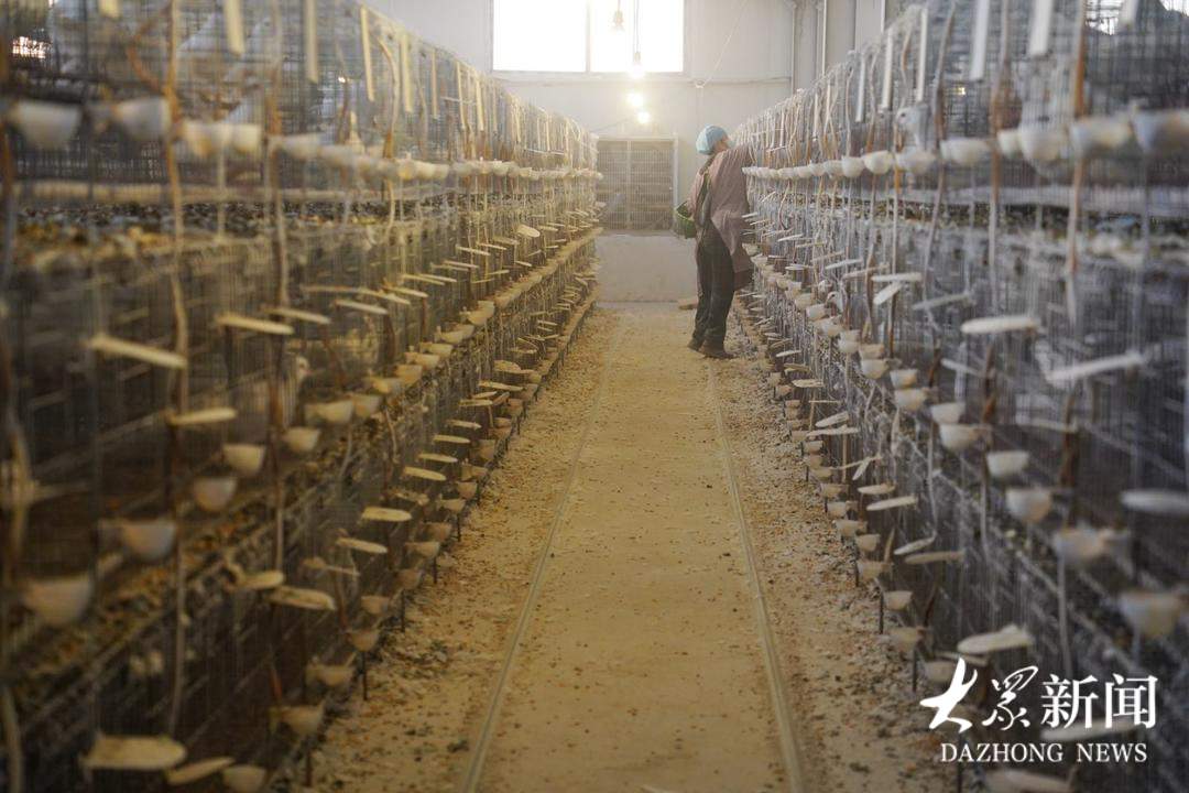 一枚蛋4块钱，供不应求！看山东小镇如何点“鸽”成金