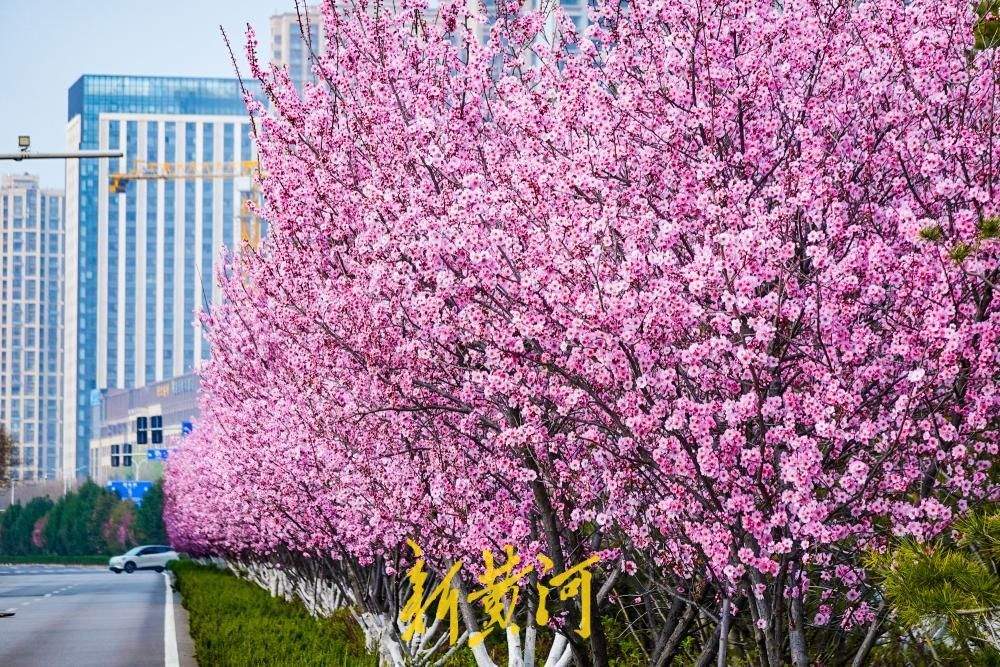 一年四季 泉在济南丨美人梅盛放 条街道变身“粉色花廊”