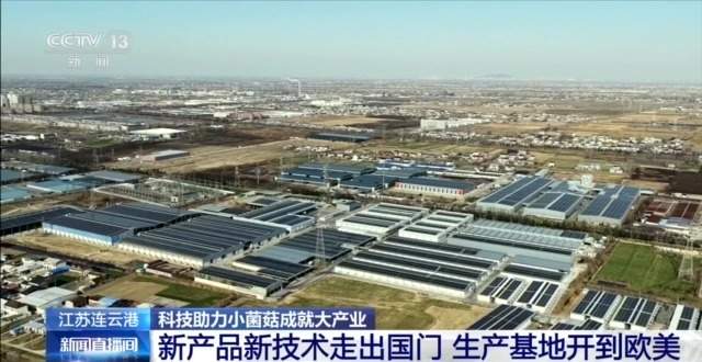 自主育种+智能生产双轮驱动 小菌菇也做成大产业