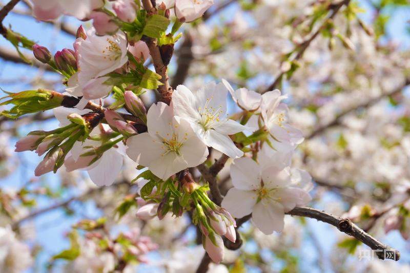 济南：花开满城，暖意融融