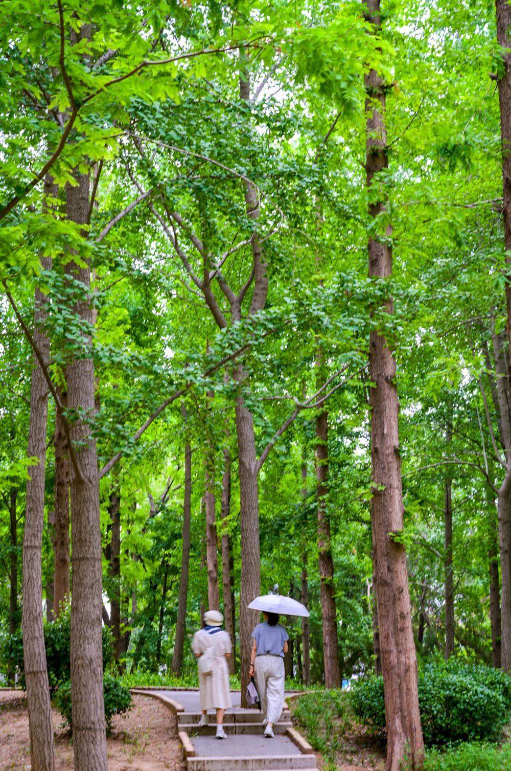 一年四季 泉在济南丨持续30℃以上高温催热“森林秘境” 泉城公园水杉林成纳凉热门地