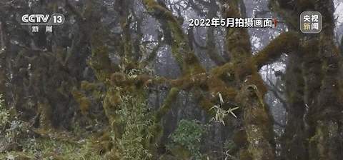 “鸟类叫声像人说话，令人害怕” 记者回忆哀牢山科考经历