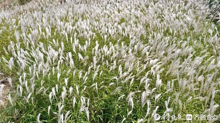 白色花海怎么拍都好看！济南丁子寨荻花已到观赏季