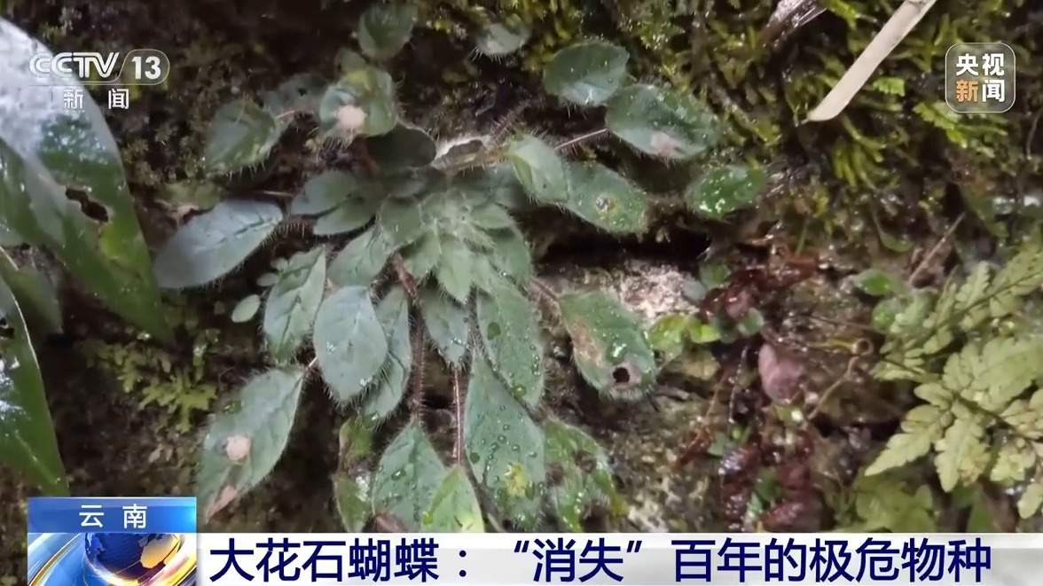 消失百年 极危物种大花石蝴蝶重返天坑秘境