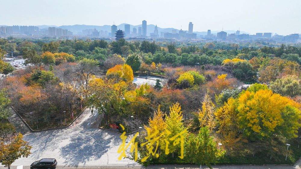 700余株樱花林层林浸染 ，济南湖滨广场迎来最绚丽的时节