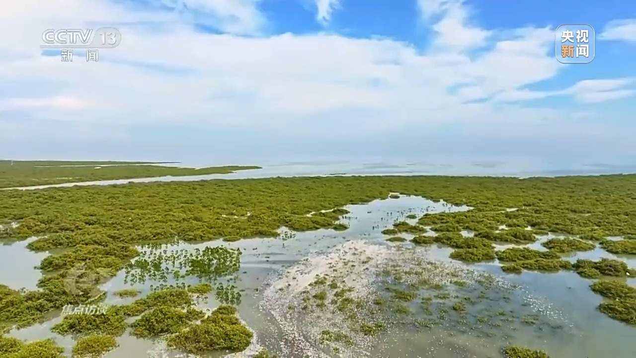 焦点访谈丨保护海洋生态 守好人海和谐的蓝色家园