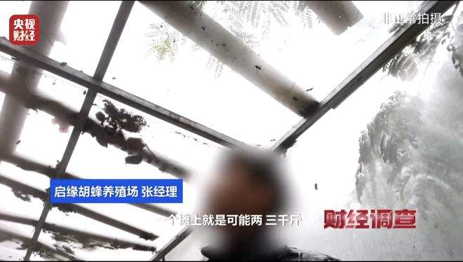 “杀人蜂”遭滥养 有人赚得盆满钵满 央视曝光