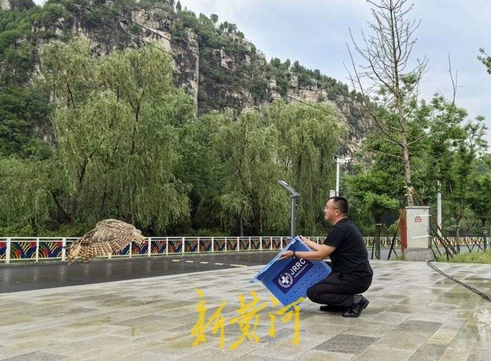 获救雕鸮放归南山引来“当地”喜鹊“争地盘”