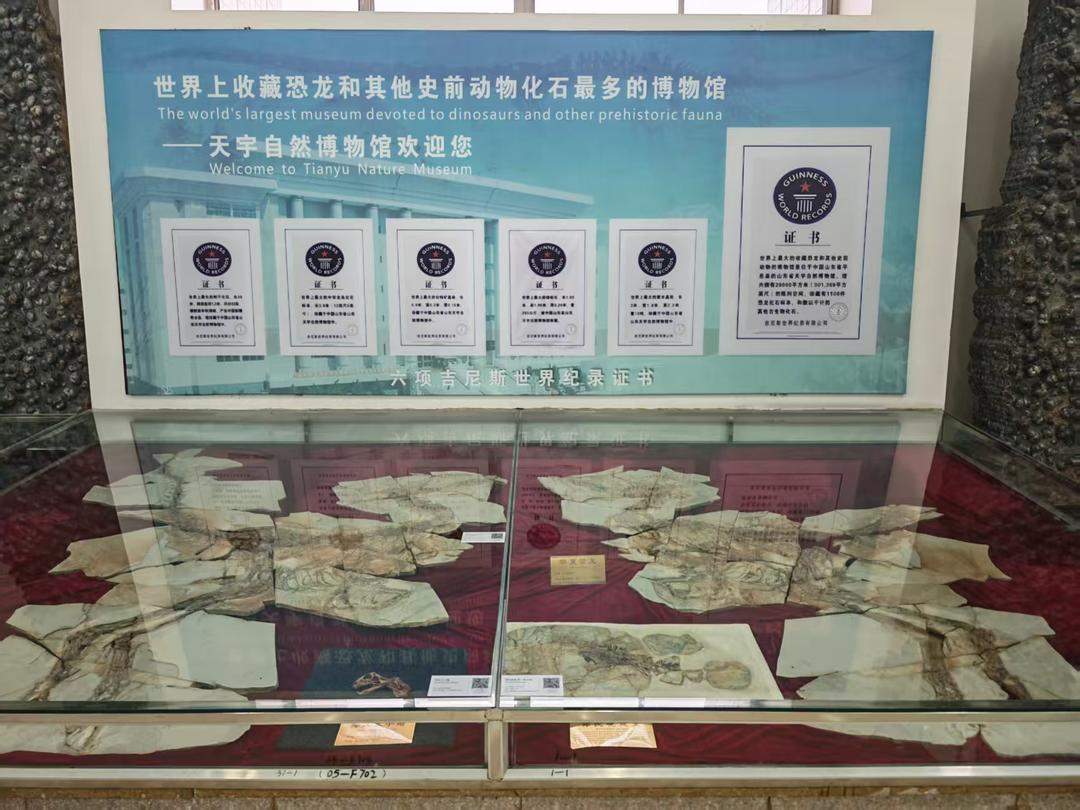 山东这个“隐藏款”博物馆 藏品规模碾压全球同类