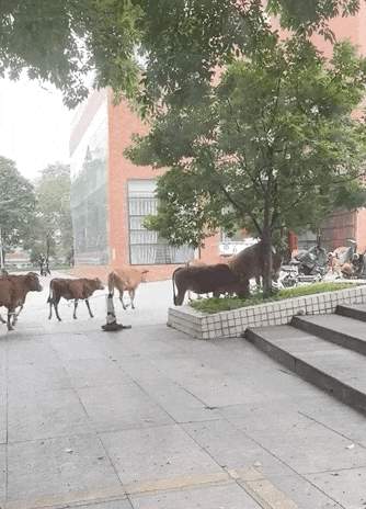 “我的论文被谁偷吃了” 农学生毕业论文惨遭“毒手”