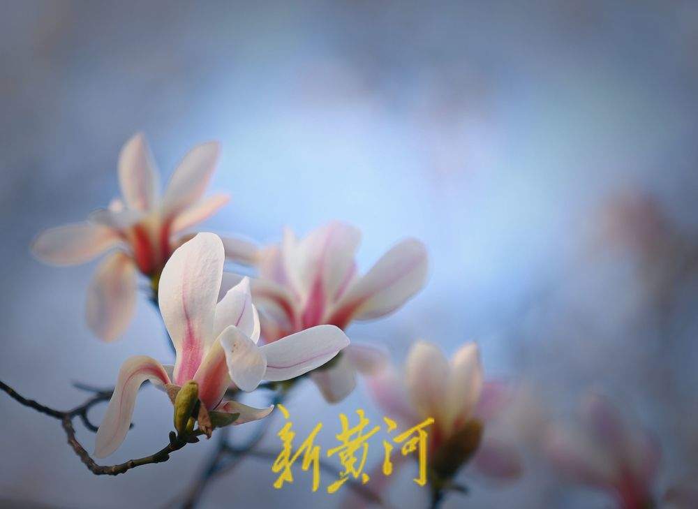 泉城气温持续回暖  趵突泉畔玉兰花开满目春