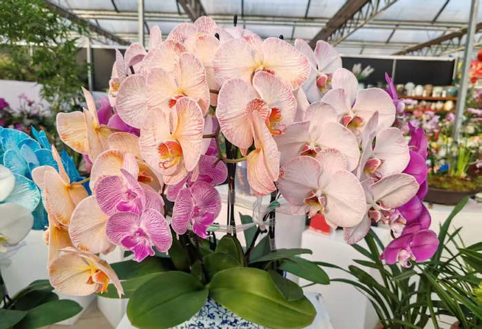 济南2026年宵花市拉开开幕,将持续至3月10日