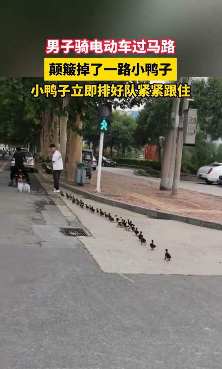 可可爱爱!“过马路了不好意思让让鸭~” 男子过马路小鸭子掉落后紧跟队伍