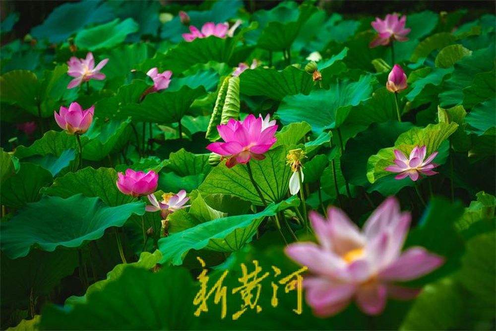 泉城荷花盛开夏意浓