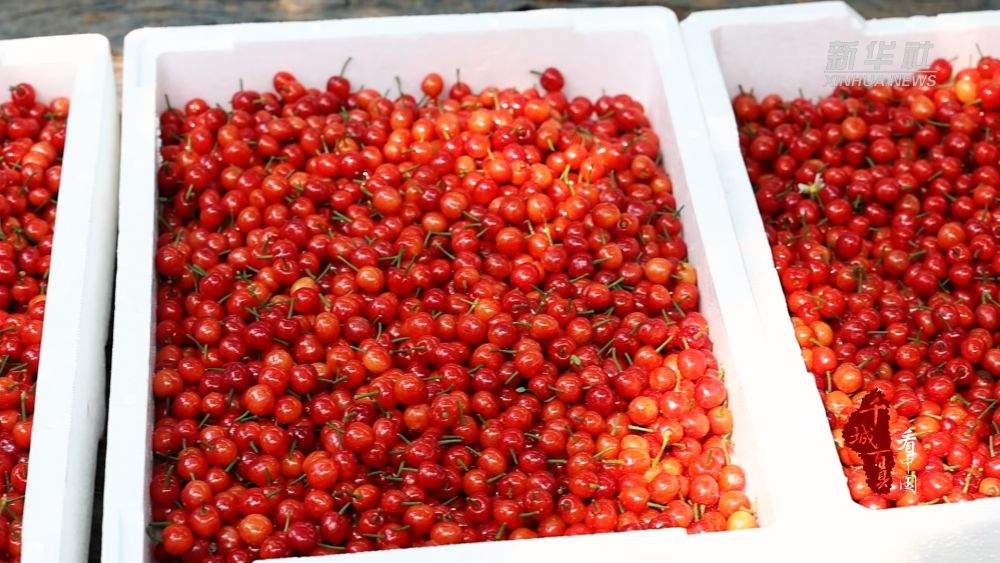 千城百县看中国丨山东枣庄：早春樱桃抢“鲜”上市
