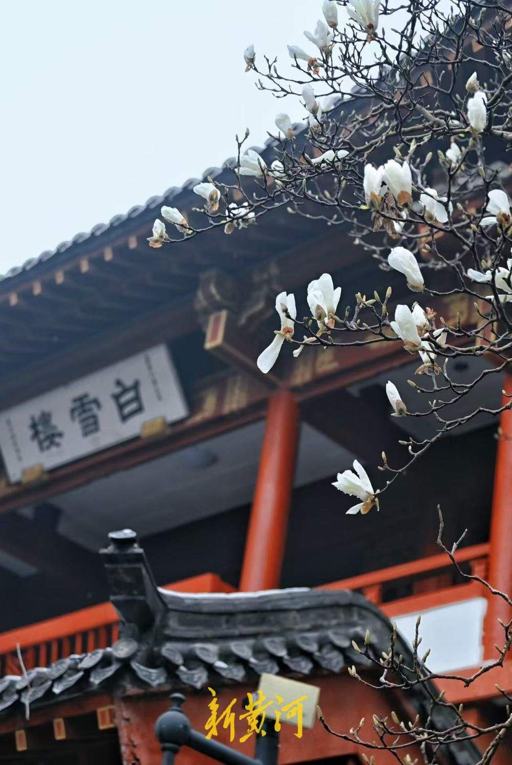 美极了 趵突泉畔玉兰花开遇济南春雪