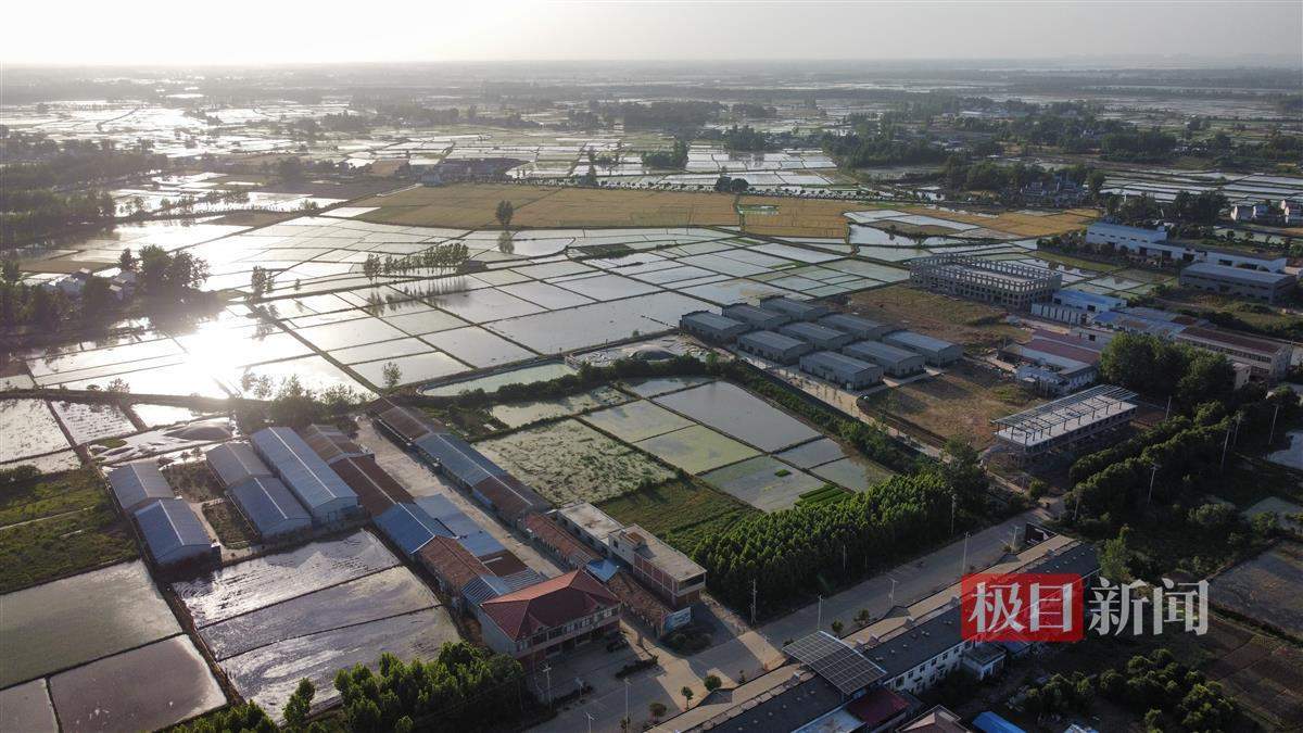 全国三分之一法式鹅肝产自安徽霍邱，法国名菜成了安徽“土特产”？