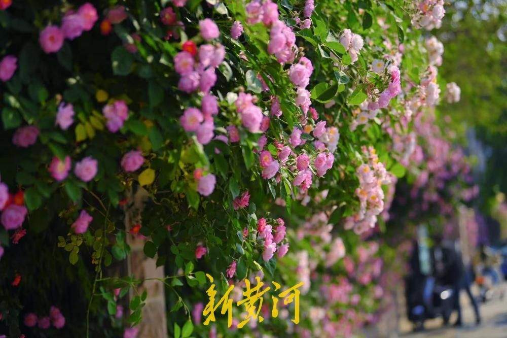 济南明湖北路蔷薇花浪漫上线