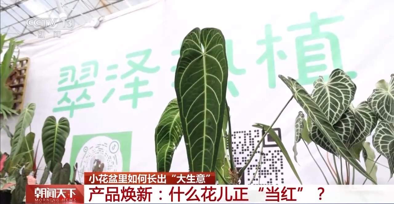 小盆栽里藏着大生意！这些植物成市场“新宠”